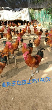 康定大型養殖孵化公司出售優質大紅公雞苗，助力家禽養殖業發展