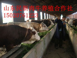 湖北小牛犢農(nóng)副產(chǎn)品欄目 攜手養(yǎng)殖家禽，助力鄉(xiāng)村富裕